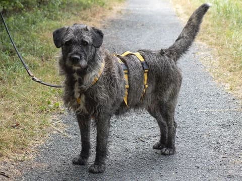 Mihaela, schwarz female senior Mixed Breed for adoption at Tierherberge Egelsbach e.V., Egelsbach