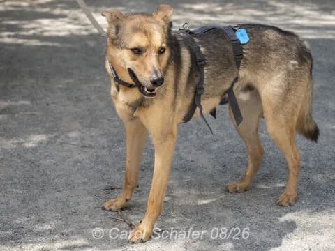 Omyx, braun male 3yo German Shepherd for adoption at Tierherberge Egelsbach e.V., Egelsbach