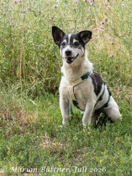 Peppino, schwarz male senior Mixed Breed for adoption at Tierherberge Egelsbach e.V., Egelsbach