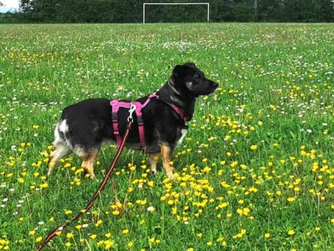 Phoebe, schwarz female 4yo Dachshund for adoption at Tierherberge Egelsbach e.V., Egelsbach