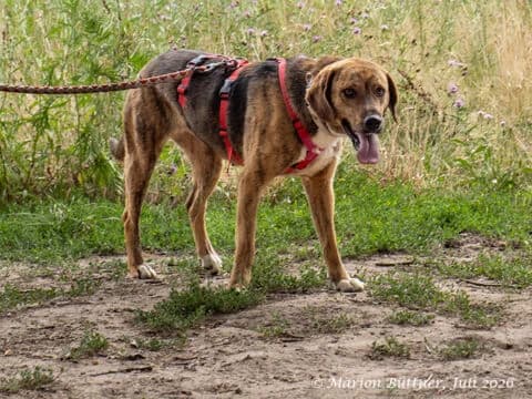 Pixie, gestromt female 3yo German Shepherd for adoption at Tierherberge Egelsbach e.V., Egelsbach