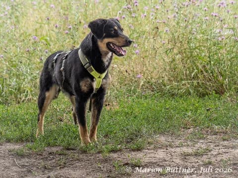 Robin, schwarz male young Mixed Breed for adoption at Tierherberge Egelsbach e.V., Egelsbach
