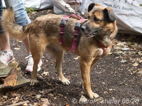 Ruby, braun female 5yo German Shepherd for adoption at Tierherberge Egelsbach e.V., Egelsbach