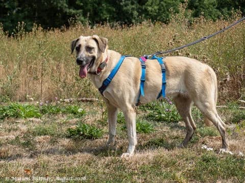Sally, beige female young German Shepherd for adoption at Tierherberge Egelsbach e.V., Egelsbach