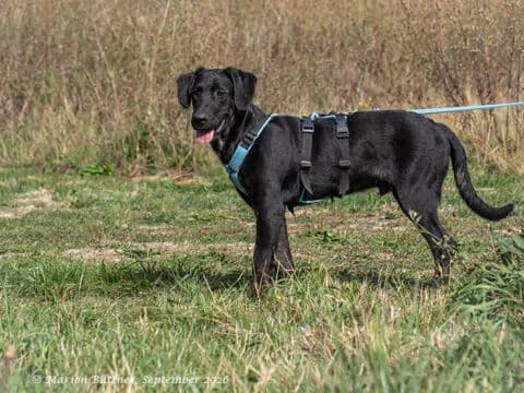 Sebi, schwarz male puppy Labrador Retriever for adoption at Tierherberge Egelsbach e.V., Egelsbach