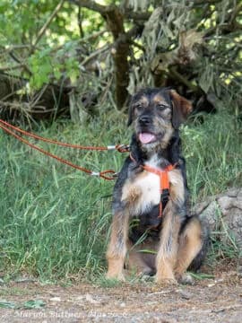 Tammi, schwarz female puppy Mixed Breed for adoption at Tierherberge Egelsbach e.V., Egelsbach