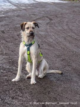 Tano, schwarz male 4yo Mixed Breed for adoption at Tierherberge Egelsbach e.V., Egelsbach