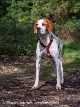 Teo, braun male 3yo Pointer for adoption at Tierherberge Egelsbach e.V., Egelsbach