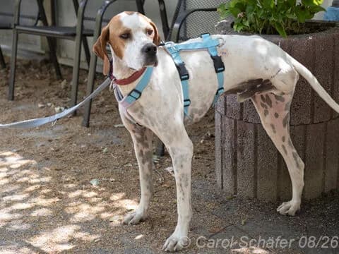 Teo, braun male 3yo Pointer for adoption at Tierherberge Egelsbach e.V., Egelsbach