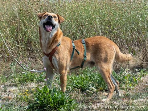 Tibi, rotbraun male senior German Shepherd for adoption at Tierherberge Egelsbach e.V., Egelsbach