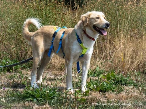 Yanna, beige female young Mixed Breed for adoption at Tierherberge Egelsbach e.V., Egelsbach