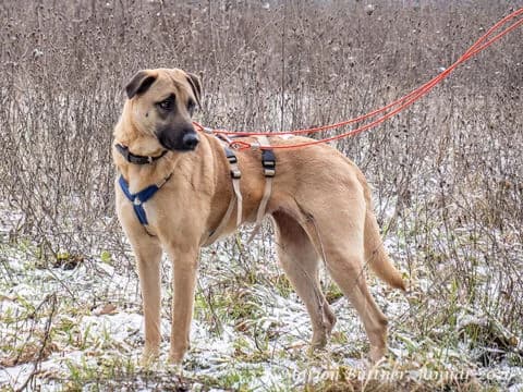 Yuki, braun female 4yo German Shepherd for adoption at Tierherberge Egelsbach e.V., Egelsbach