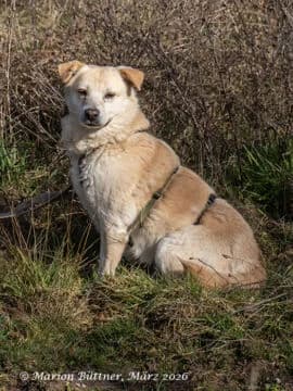 Yumi, beige female 5yo Labrador Retriever for adoption at Tierherberge Egelsbach e.V., Egelsbach