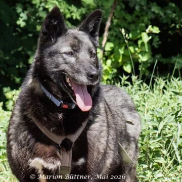 Zia, schwarz female 5yo German Shepherd for adoption at Tierherberge Egelsbach e.V., Egelsbach