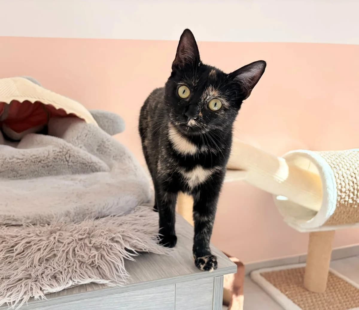 Betty, Mixed Breed for adoption at Tierherberge Kamp-Lintfort