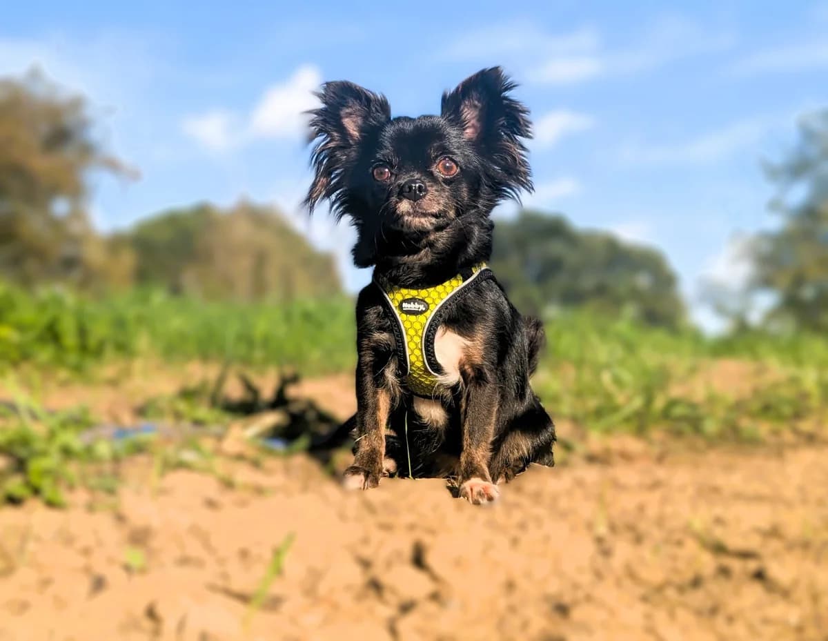 Erna, Mixed Breed for adoption at Tierherberge Kamp-Lintfort