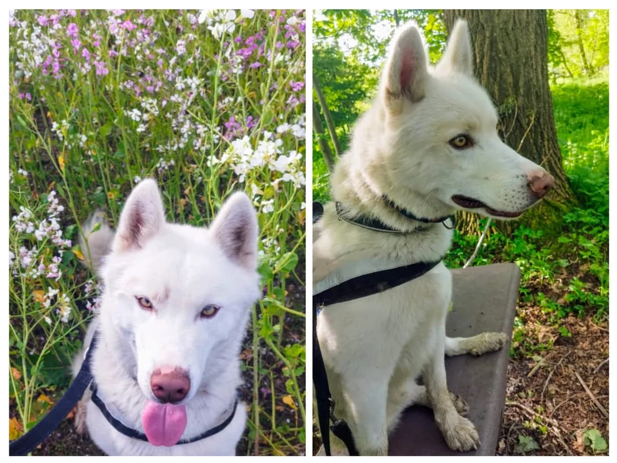 Externe Vermittlung: FLoyd, Mixed Breed for adoption at Tierherberge Kamp-Lintfort