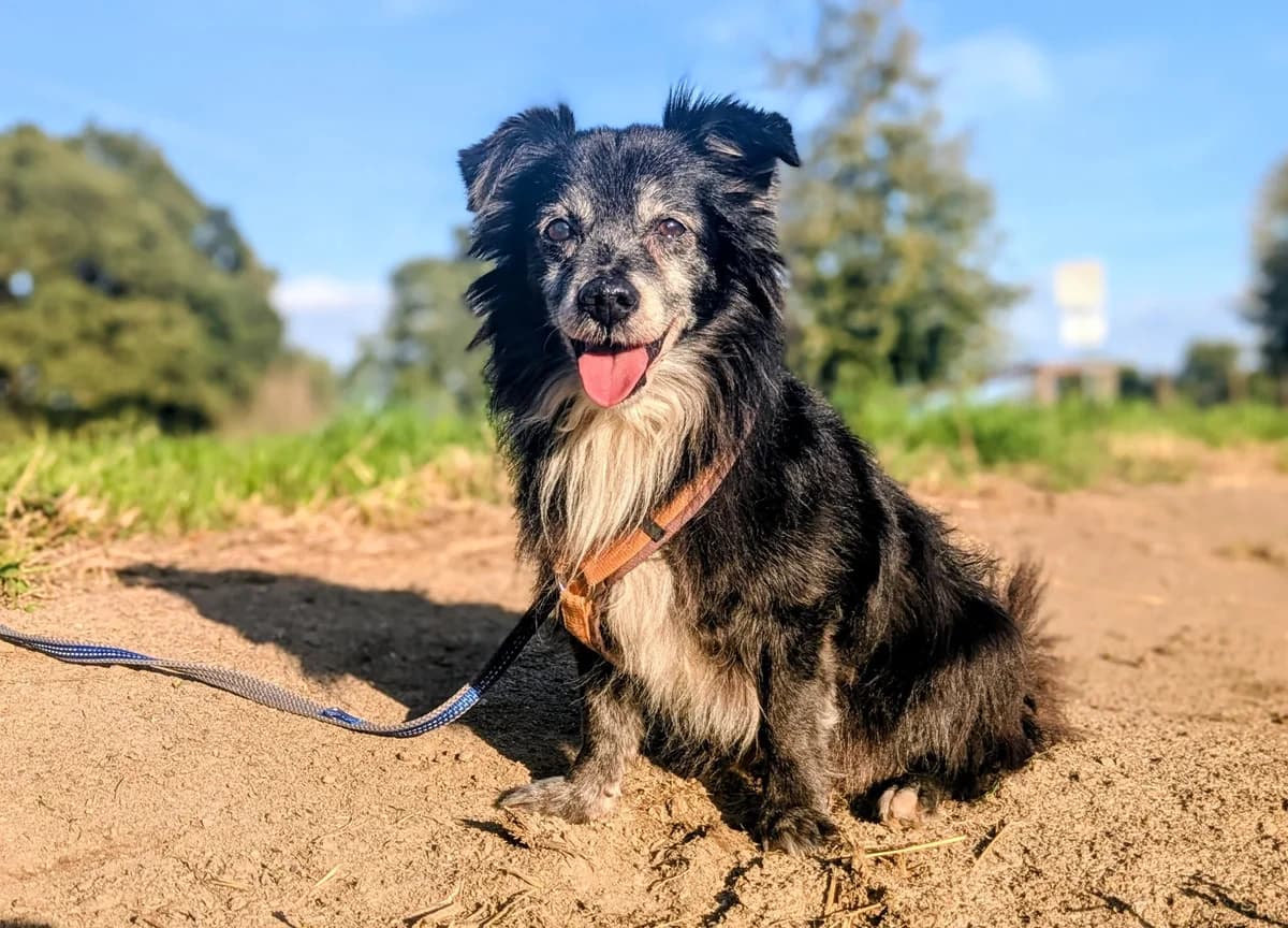 Finn, Mixed Breed for adoption at Tierherberge Kamp-Lintfort
