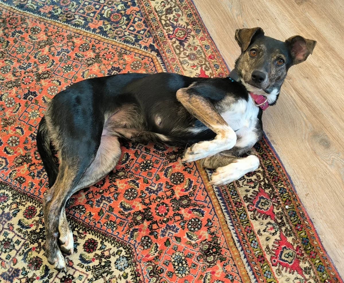 Mayla (Externe Vermittlung), Mixed Breed for adoption at Tierherberge Kamp-Lintfort