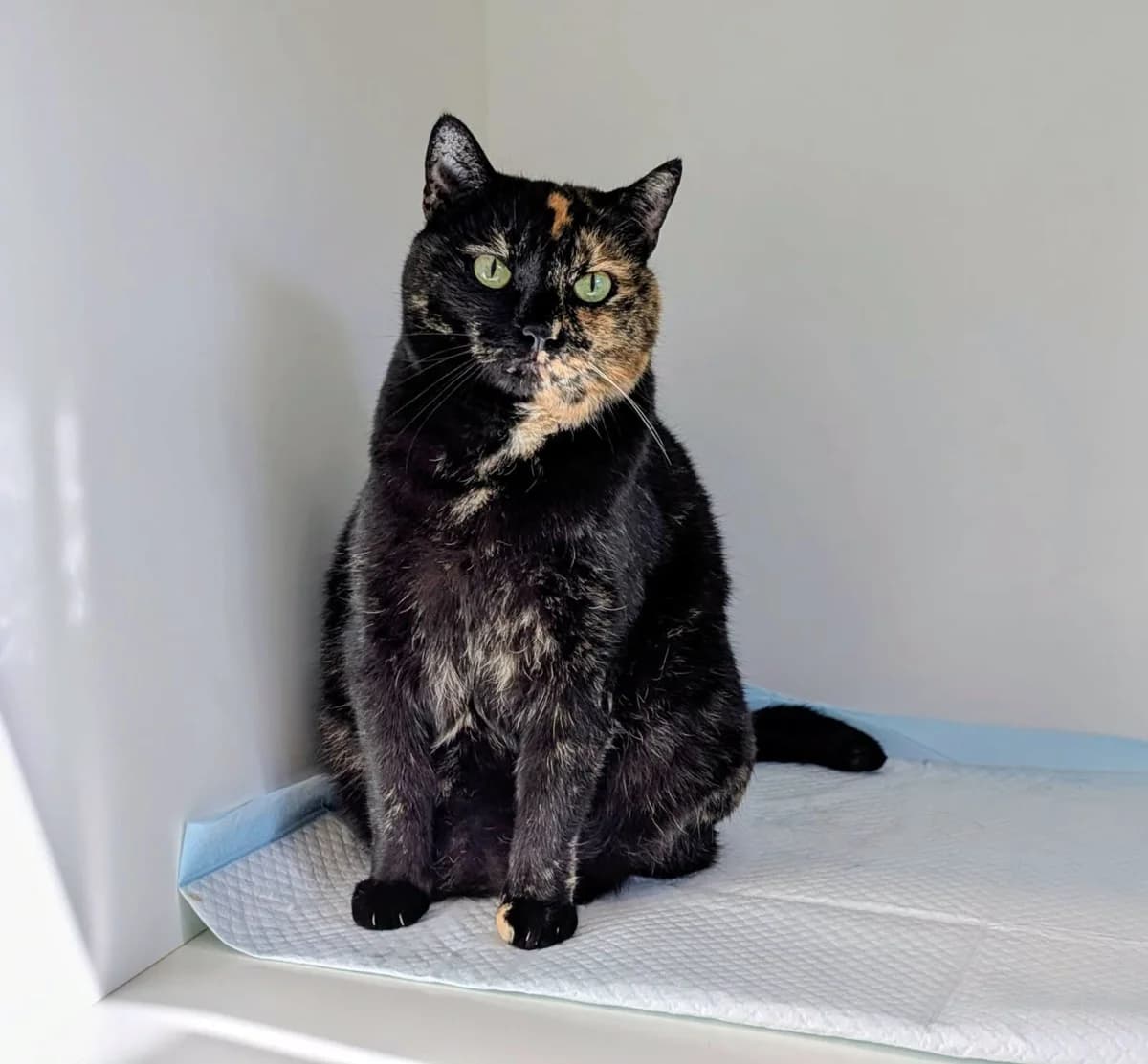 Melina, Mixed Breed for adoption at Tierherberge Kamp-Lintfort