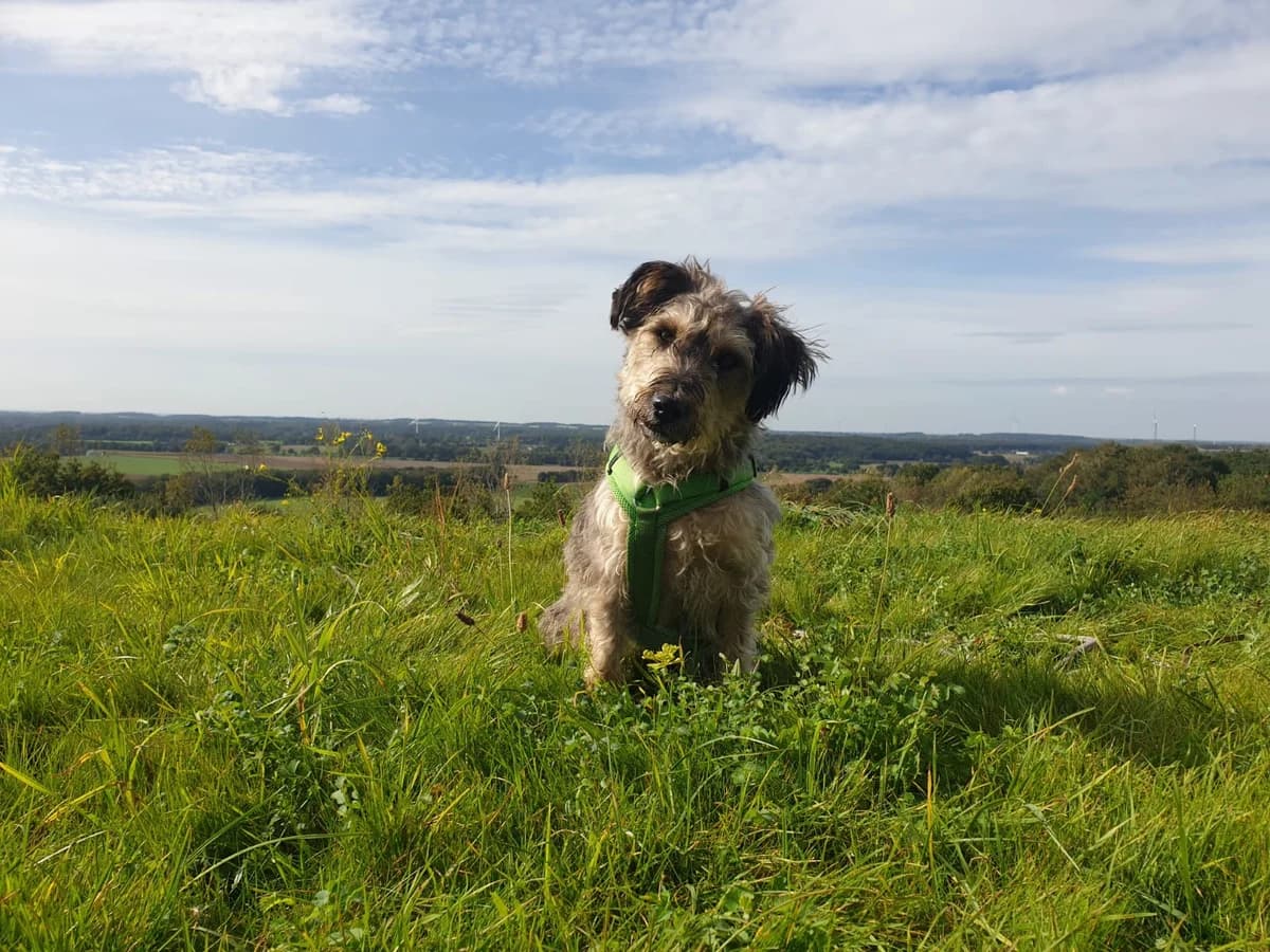 Mila, Mixed Breed for adoption at Tierherberge Kamp-Lintfort