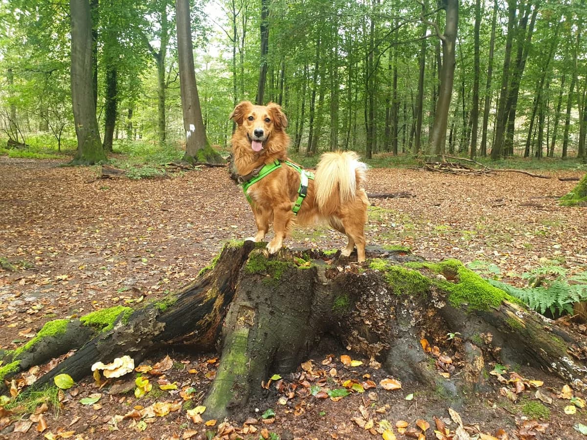 Sammy, Mixed Breed for adoption at Tierherberge Kamp-Lintfort