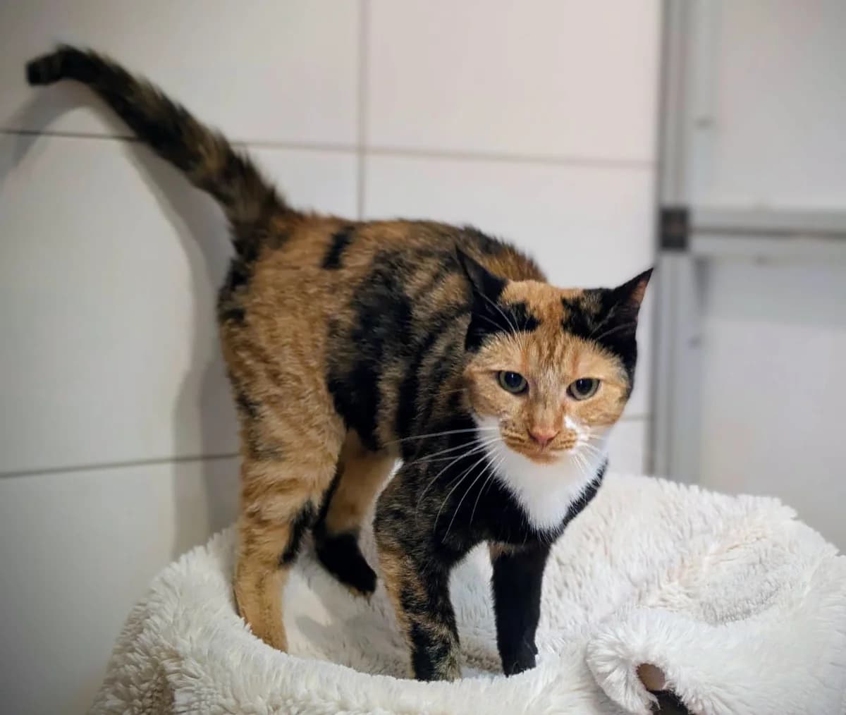 Uschi, Mixed Breed for adoption at Tierherberge Kamp-Lintfort