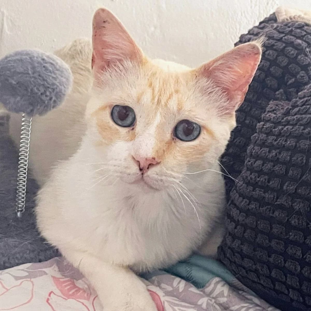 Bobby, male 6yo mixed breed for adoption at Tierhilfe Anubis e.V.
