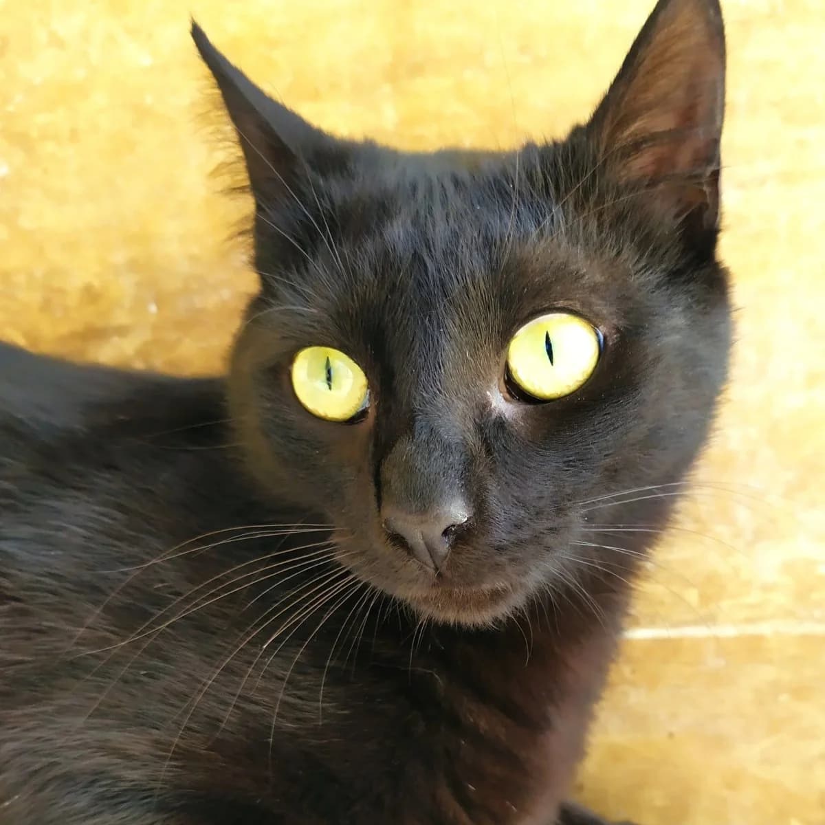 Isidora, schwarz female 6yo European Shorthair for adoption at Tierhilfe Anubis e.V.