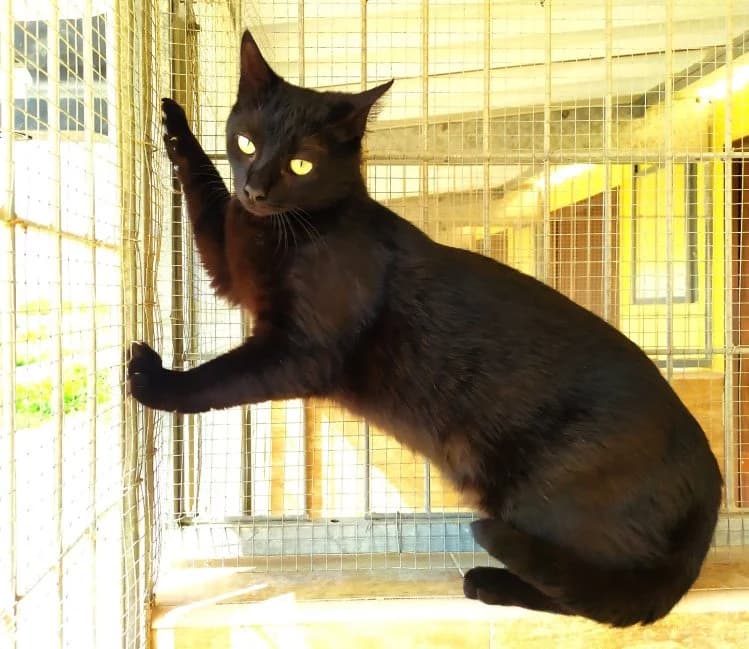Isidora, schwarz female 6yo European Shorthair for adoption at Tierhilfe Anubis e.V.