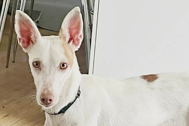 Milka, 21259 Otter, female Mixed Breed for adoption at Tierhilfe Costa del Almeria e.V., Westerholt