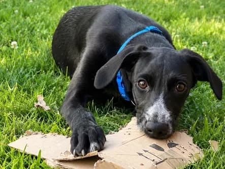 Darko, 21259 Otter, male puppy Mixed Breed for adoption at Tierhilfe Costa del Almeria e.V., Westerholt