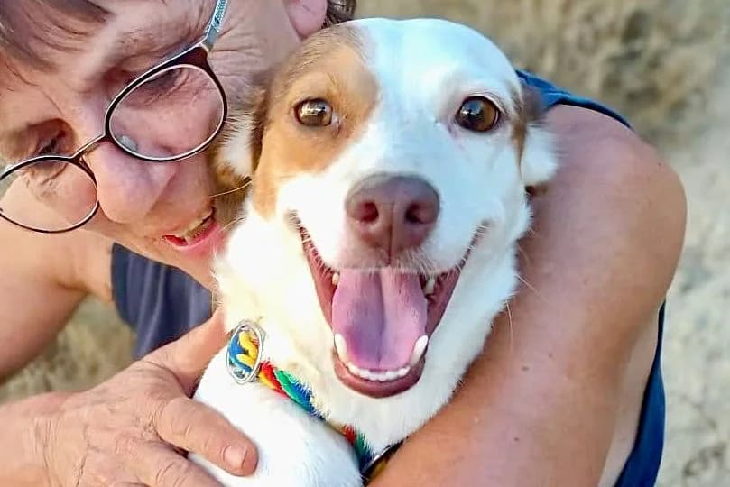 Blanca, 68519 Viernheim, female 4yo Mixed Breed for adoption at Tierhilfe Costa del Almeria e.V., Westerholt