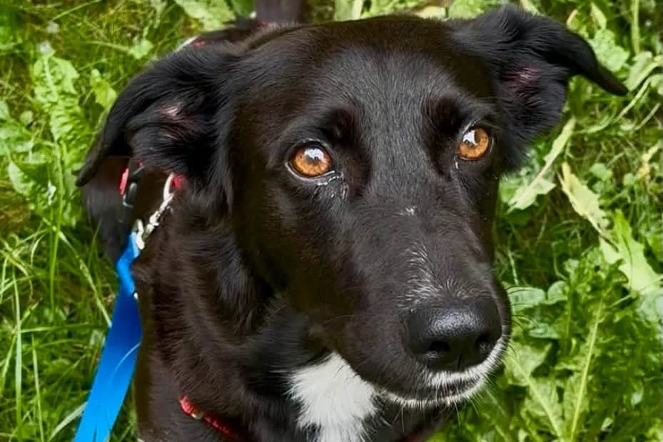 Lilo, 79098 Freiburg, female 3yo Mixed Breed for adoption at Tierhilfe Costa del Almeria e.V., Westerholt