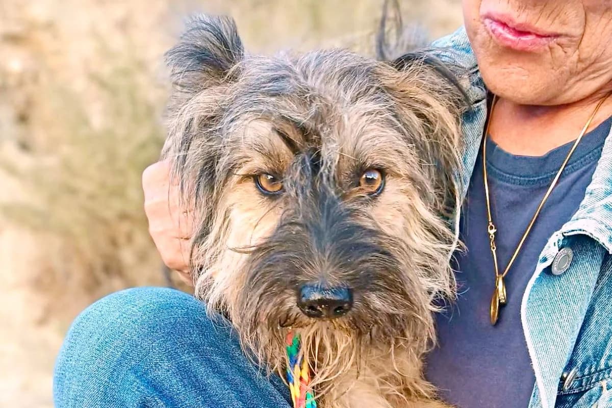 Kuma, 66862 Kindsbach, female 7yo Mixed Breed for adoption at Tierhilfe Costa del Almeria e.V., Westerholt