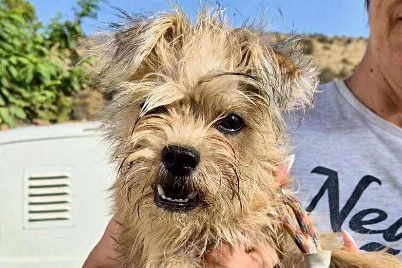 Lupita, 67240 Bobenheim-Boxheim, female puppy Mixed Breed for adoption at Tierhilfe Costa del Almeria e.V., Westerholt