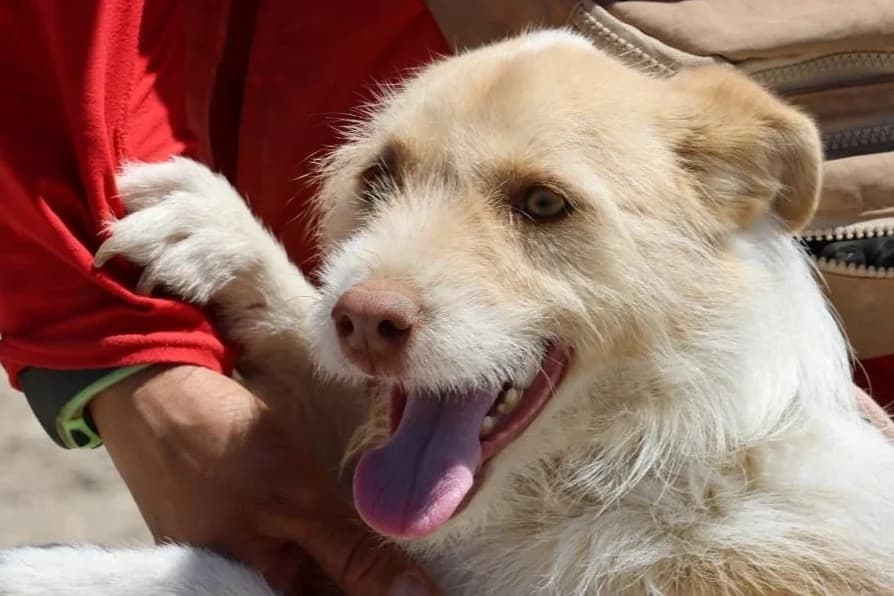 Julio, 4yo Mixed Breed for adoption at Tierhilfe Costa del Almeria e.V., Westerholt