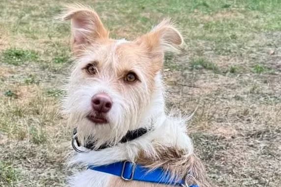 Julio, 55576 Sprendlingen, 4yo Mixed Breed for adoption at Tierhilfe Costa del Almeria e.V., Westerholt