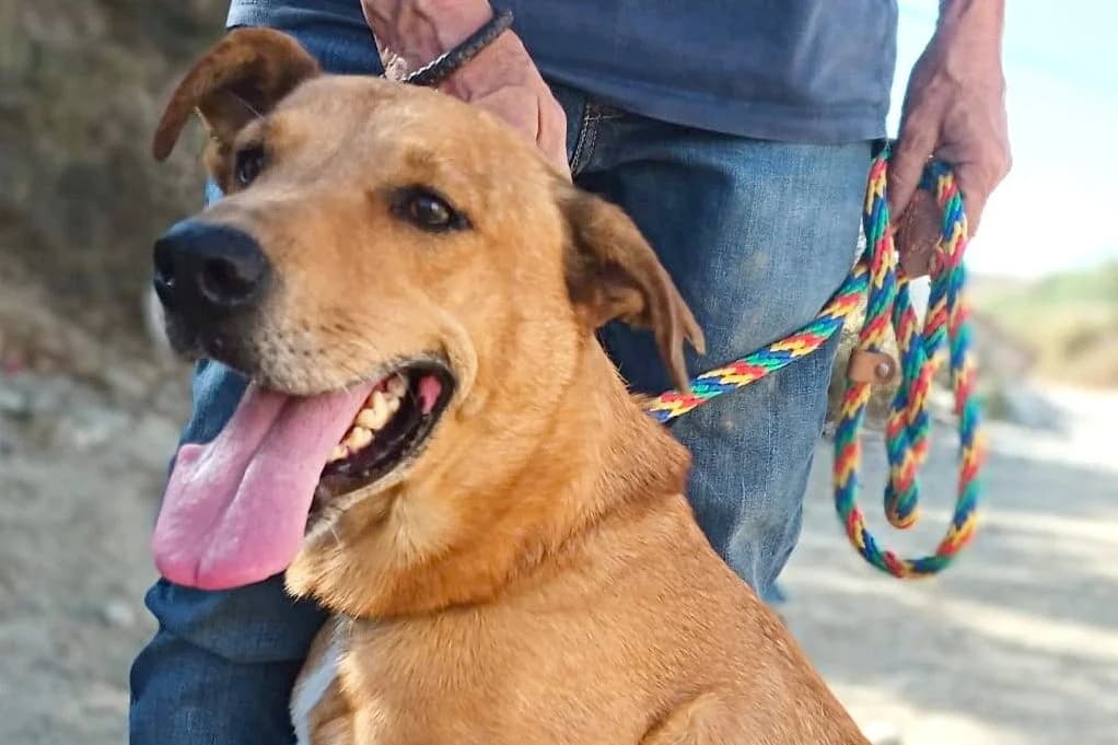 Huesos, 14513 Teltow, 5yo Mixed Breed for adoption at Tierhilfe Costa del Almeria e.V., Westerholt
