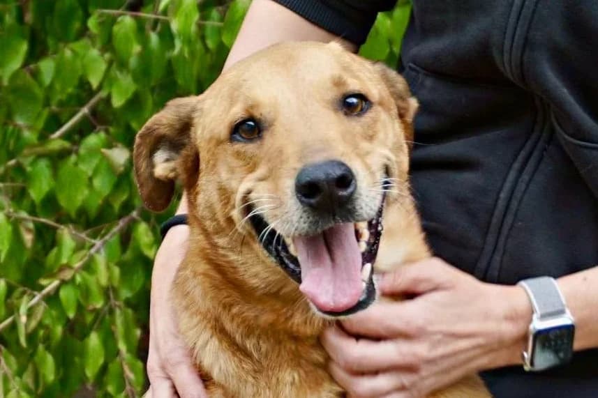 Huesos, 14513 Teltow, 5yo Mixed Breed for adoption at Tierhilfe Costa del Almeria e.V., Westerholt