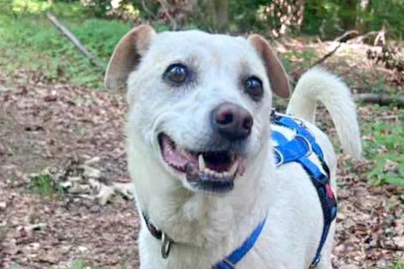 Coco, 68519 Viernheim, female senior Mixed Breed for adoption at Tierhilfe Costa del Almeria e.V., Westerholt