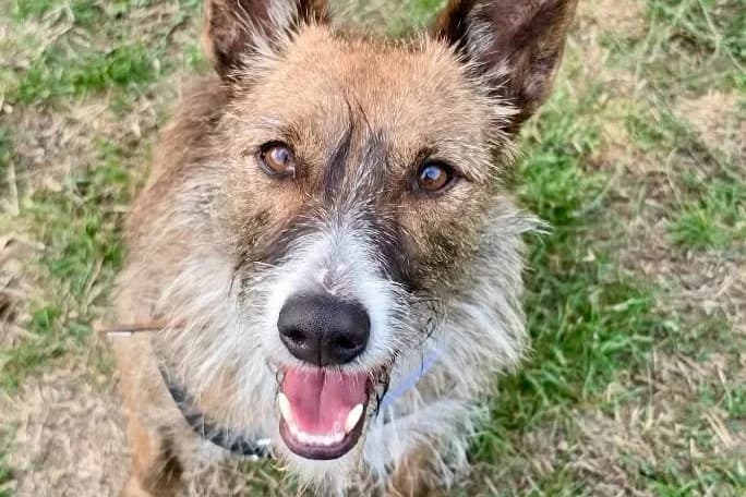 Nadia, 65760 Eschborn, female 6yo Mixed Breed for adoption at Tierhilfe Costa del Almeria e.V., Westerholt