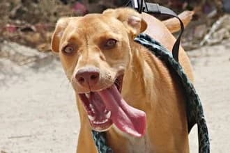 Eli, 68519 Viernheim, female young Mixed Breed for adoption at Tierhilfe Costa del Almeria e.V., Westerholt
