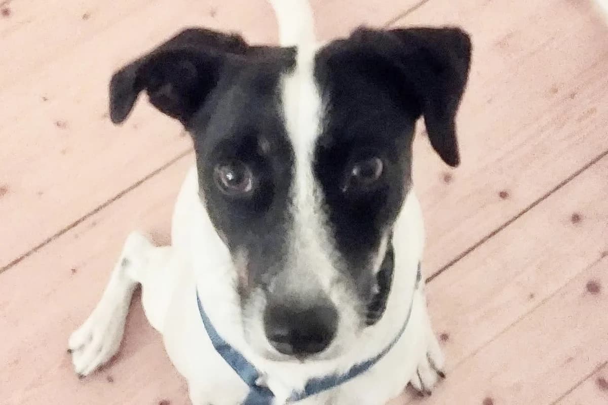 Kathi, 35327 Ulrichstein, female young Mixed Breed for adoption at Tierhilfe Costa del Almeria e.V., Westerholt