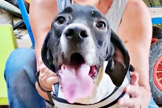 Mancha, 53881 Euskirchen, female young Mixed Breed for adoption at Tierhilfe Costa del Almeria e.V., Westerholt