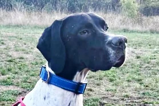 Mancha, 68519 Viernheim, female young Mixed Breed for adoption at Tierhilfe Costa del Almeria e.V., Westerholt