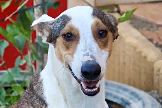Snoopy, 68519 Viernheim, male young Mixed Breed for adoption at Tierhilfe Costa del Almeria e.V., Westerholt