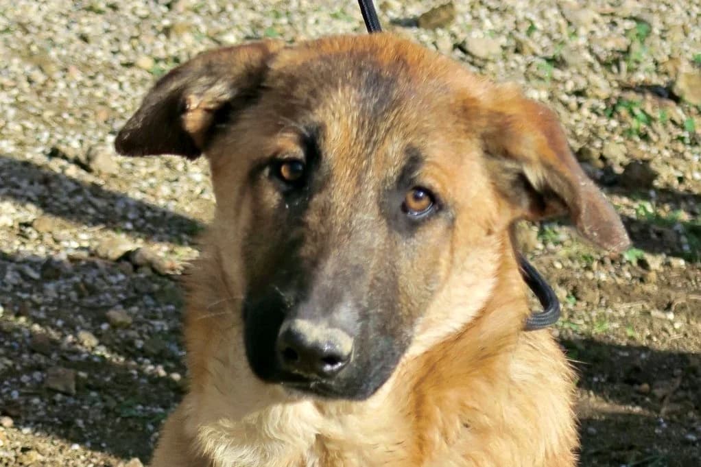 Afrodita, female young Mixed Breed for adoption at Tierhilfe Costa del Almeria e.V., Westerholt
