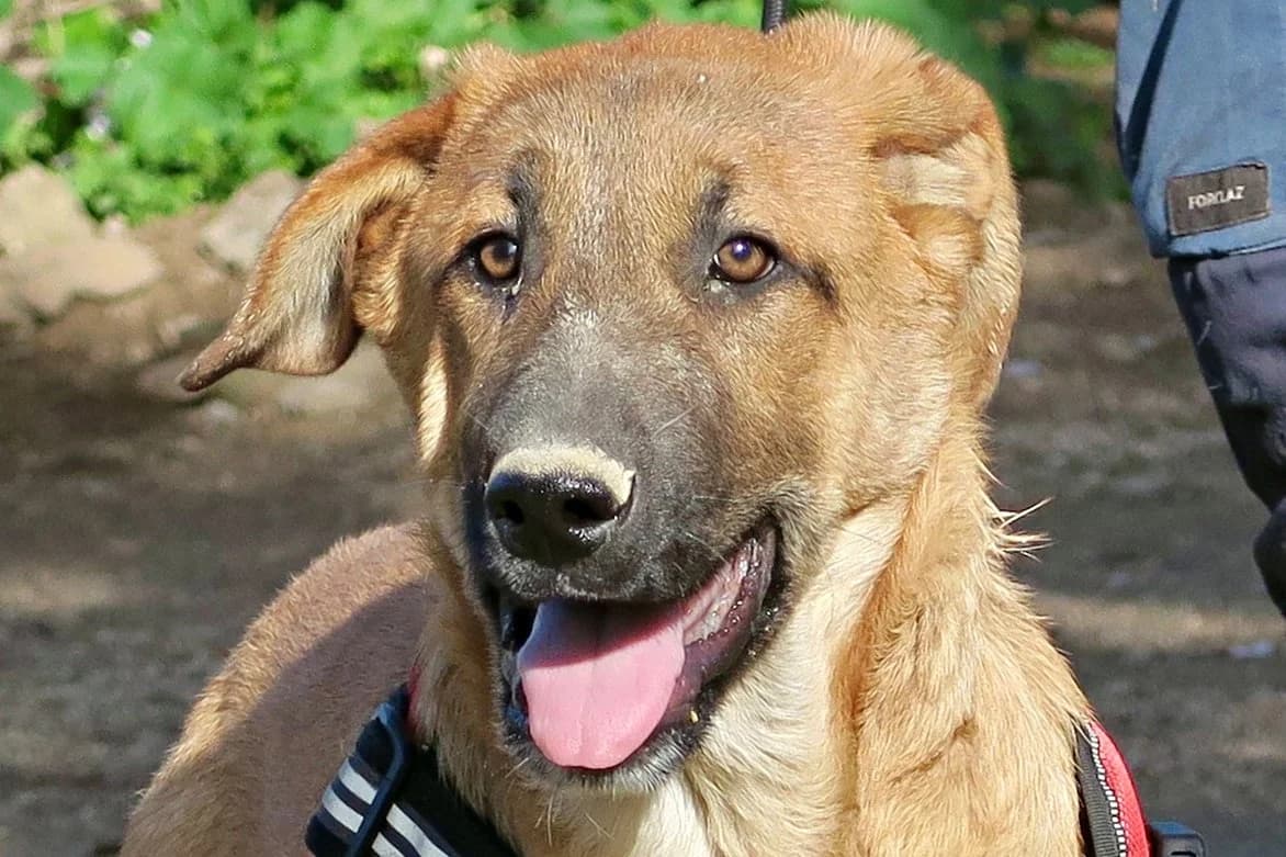 Dionisio, 47809 Krefeld, male young Mixed Breed for adoption at Tierhilfe Costa del Almeria e.V., Westerholt