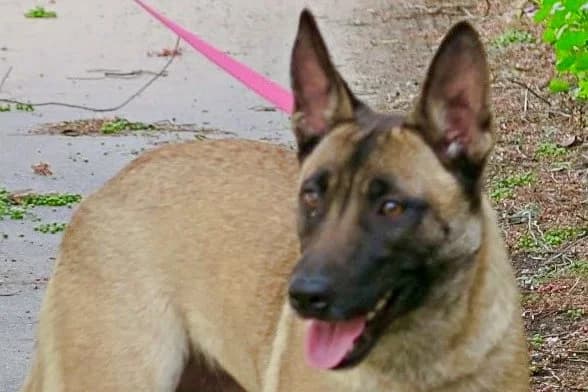 Celine, 27446 Farven, female young Mixed Breed for adoption at Tierhilfe Costa del Almeria e.V., Westerholt